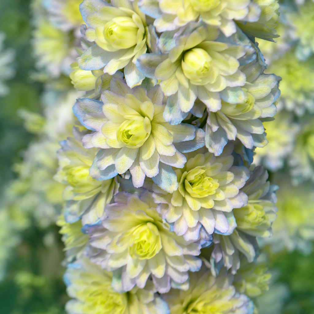 Delphinium Crystal Delight - Pied d'alouette élevé