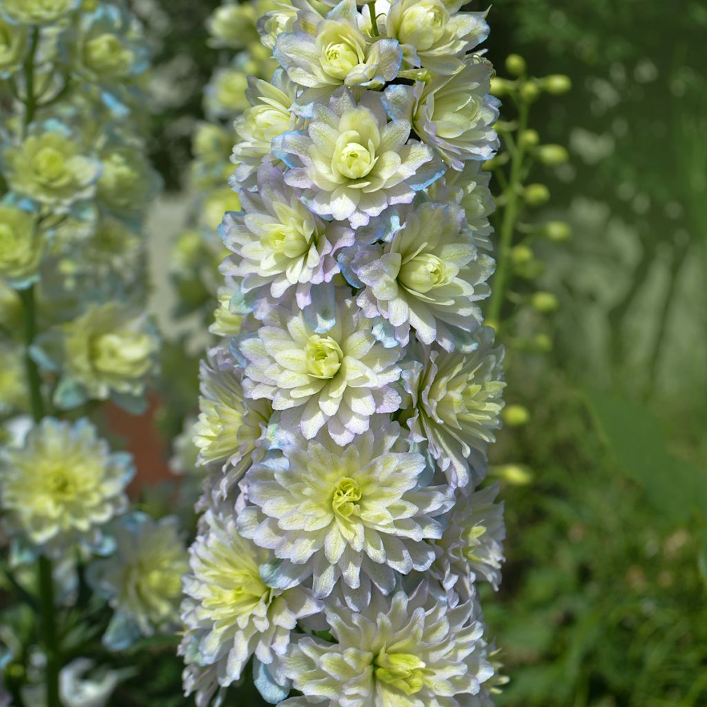 Delphinium Crystal Delight - Pied d'alouette élevé