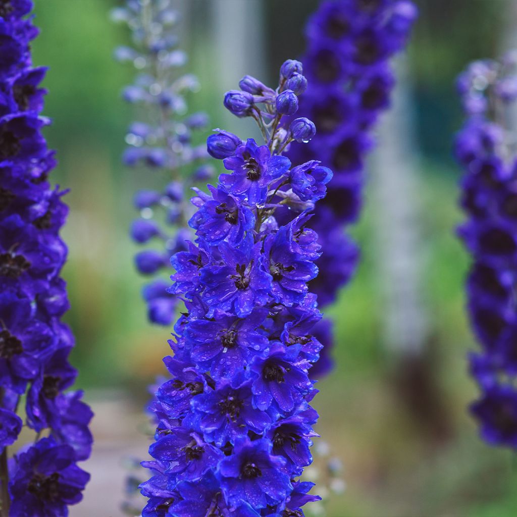 Delphinium Dark Blue-Black Bee - Pied d'Alouette vivace