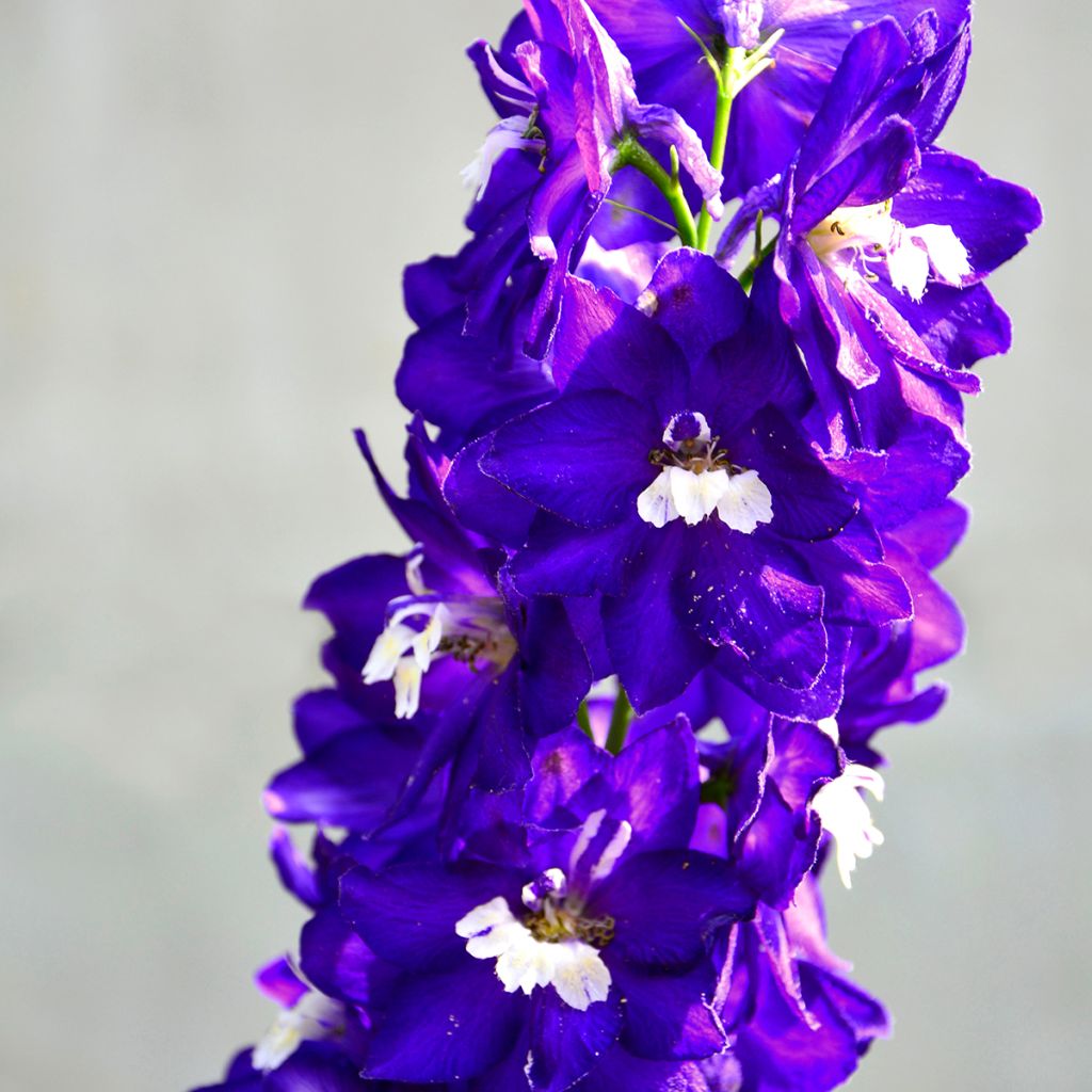 Delphinium Dark Blue-White Bee - Pied d'Alouette vivace