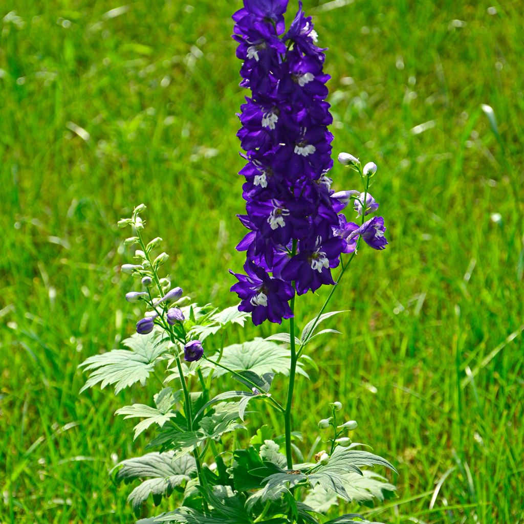 Delphinium Dark Blue-White Bee - Pied d'Alouette vivace