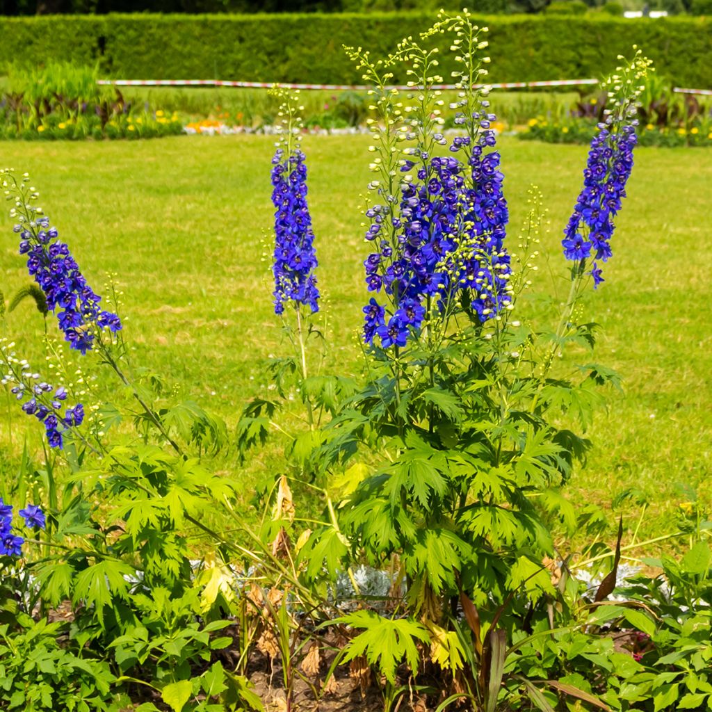 Delphinium Dark Blue-White Bee - Pied d'Alouette vivace