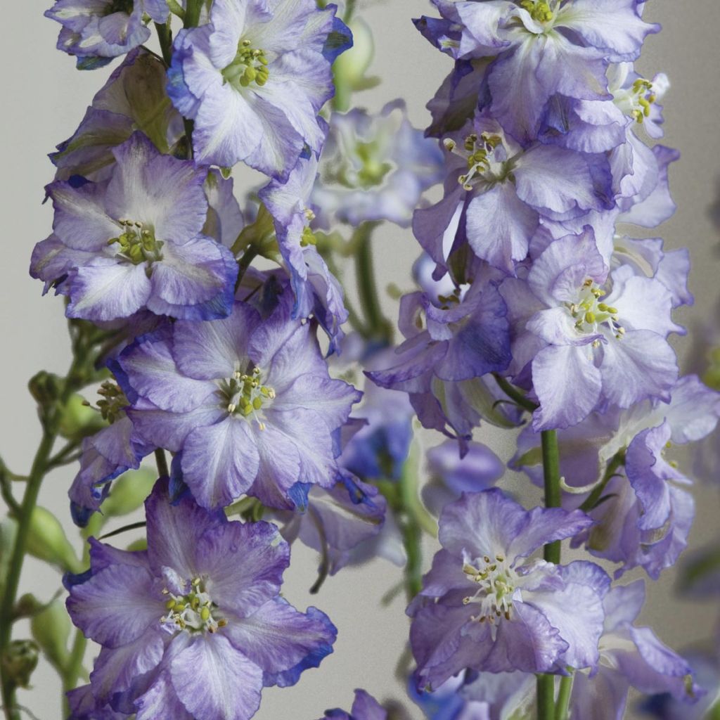 Graines de Delphinium Fancy Purple Picotee - Pied d'Alouette annuel blanc et bleu lilas