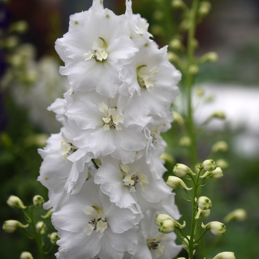 Delphinium Guardian White - Pied d'alouette vivace