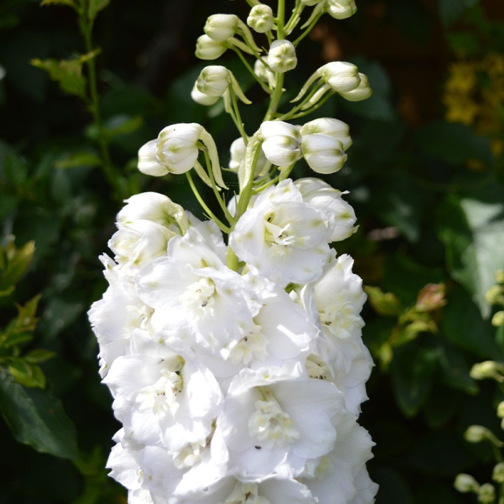 Delphinium Guardian White - Pied d'alouette vivace