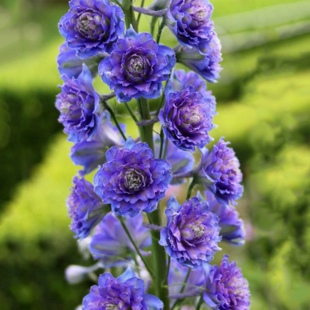 Delphinium Highlander Blueberry Pie - Pied d'Alouette vivace