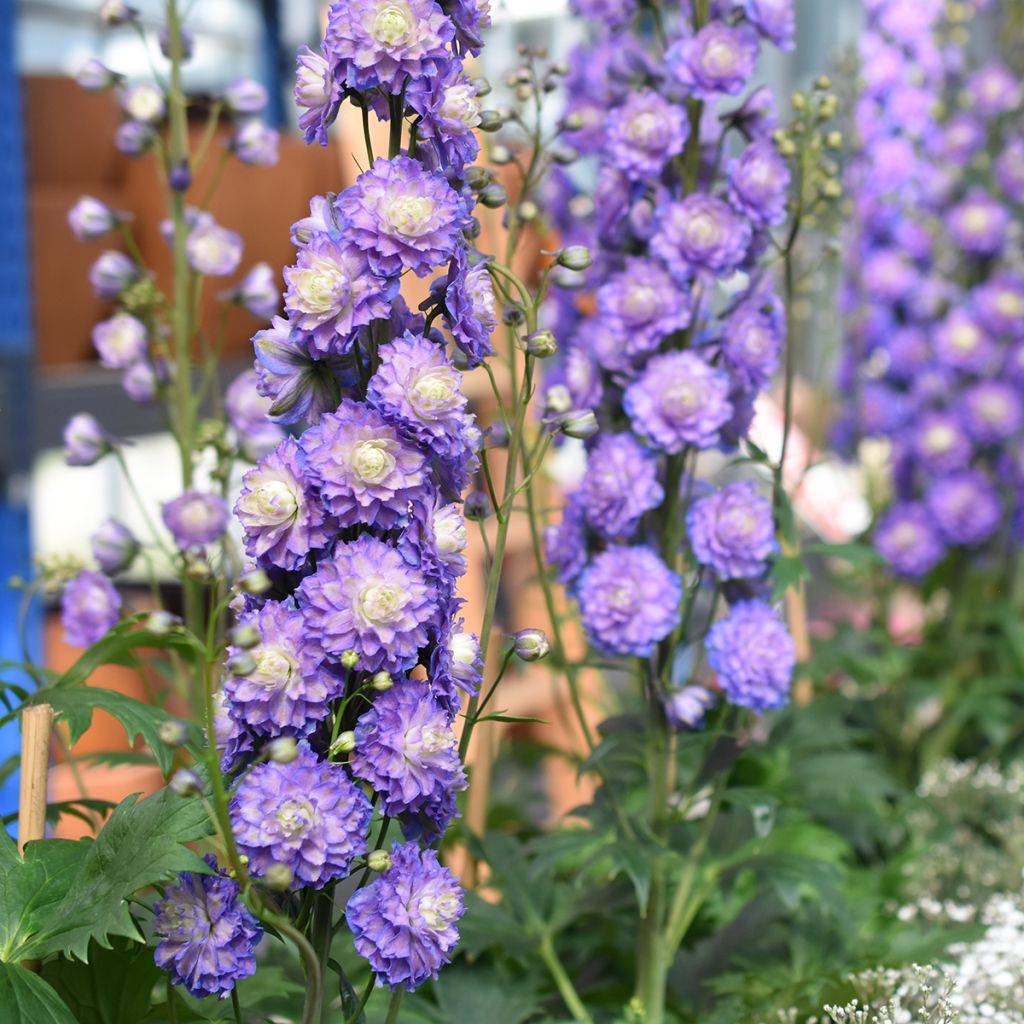 Delphinium Highlander Bolero - Pied d'alouette vivace