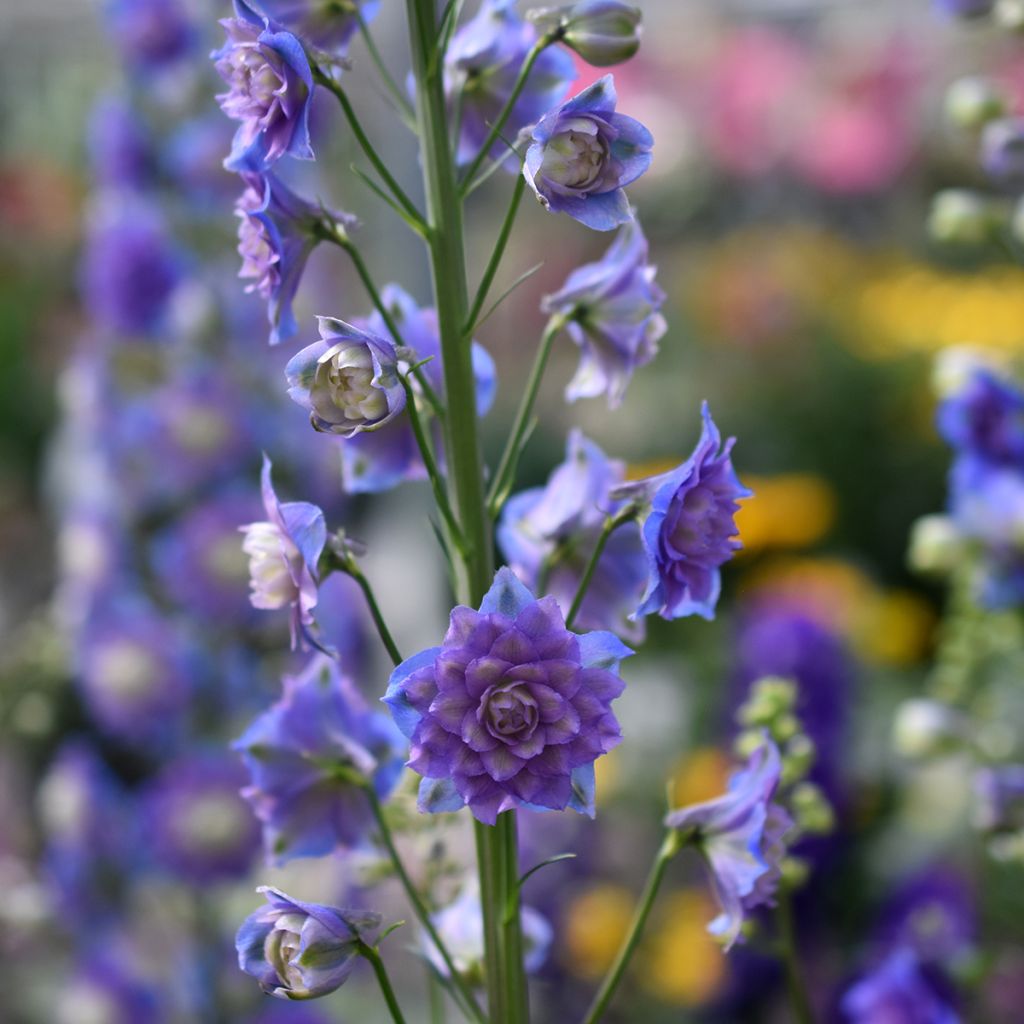 Delphinium Highlander Bolero - Pied d'alouette vivace