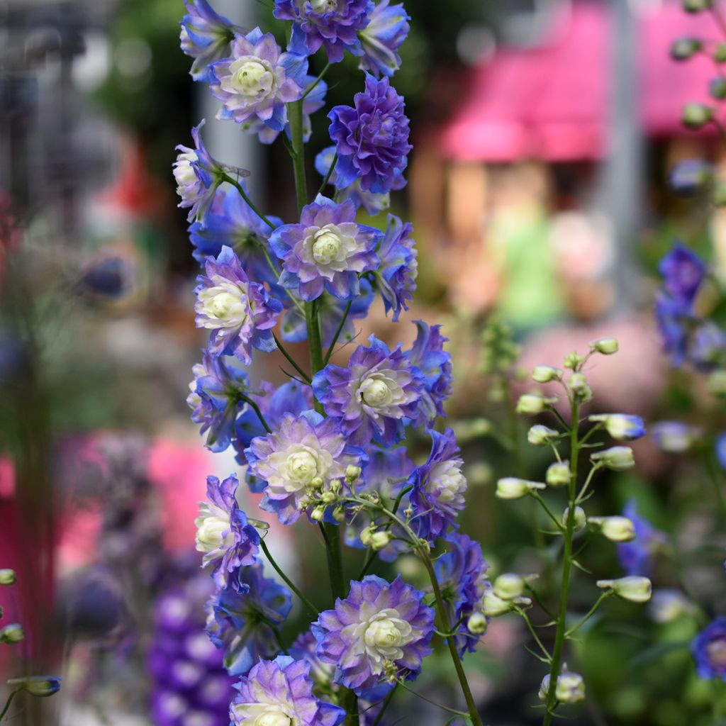 Delphinium Highlander Bolero - Pied d'alouette vivace