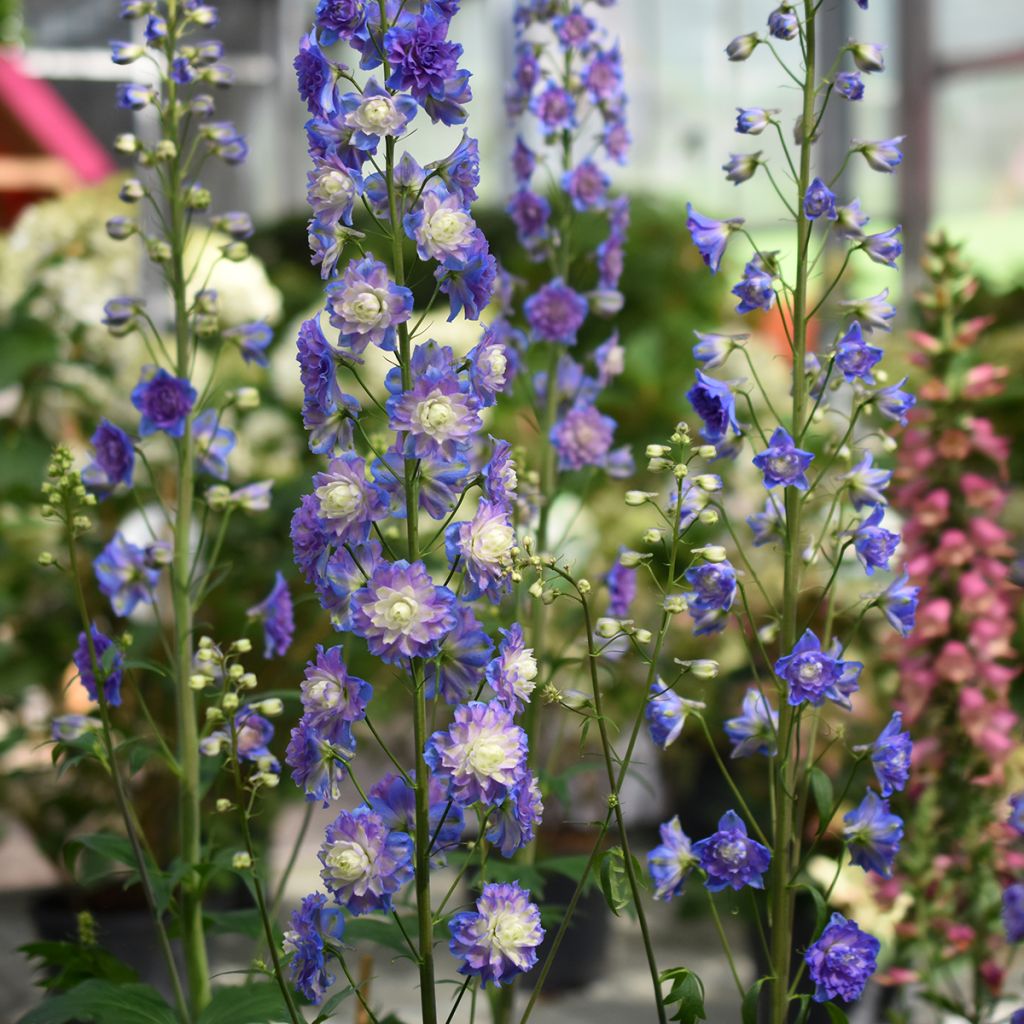 Delphinium Highlander Bolero - Pied d'alouette vivace