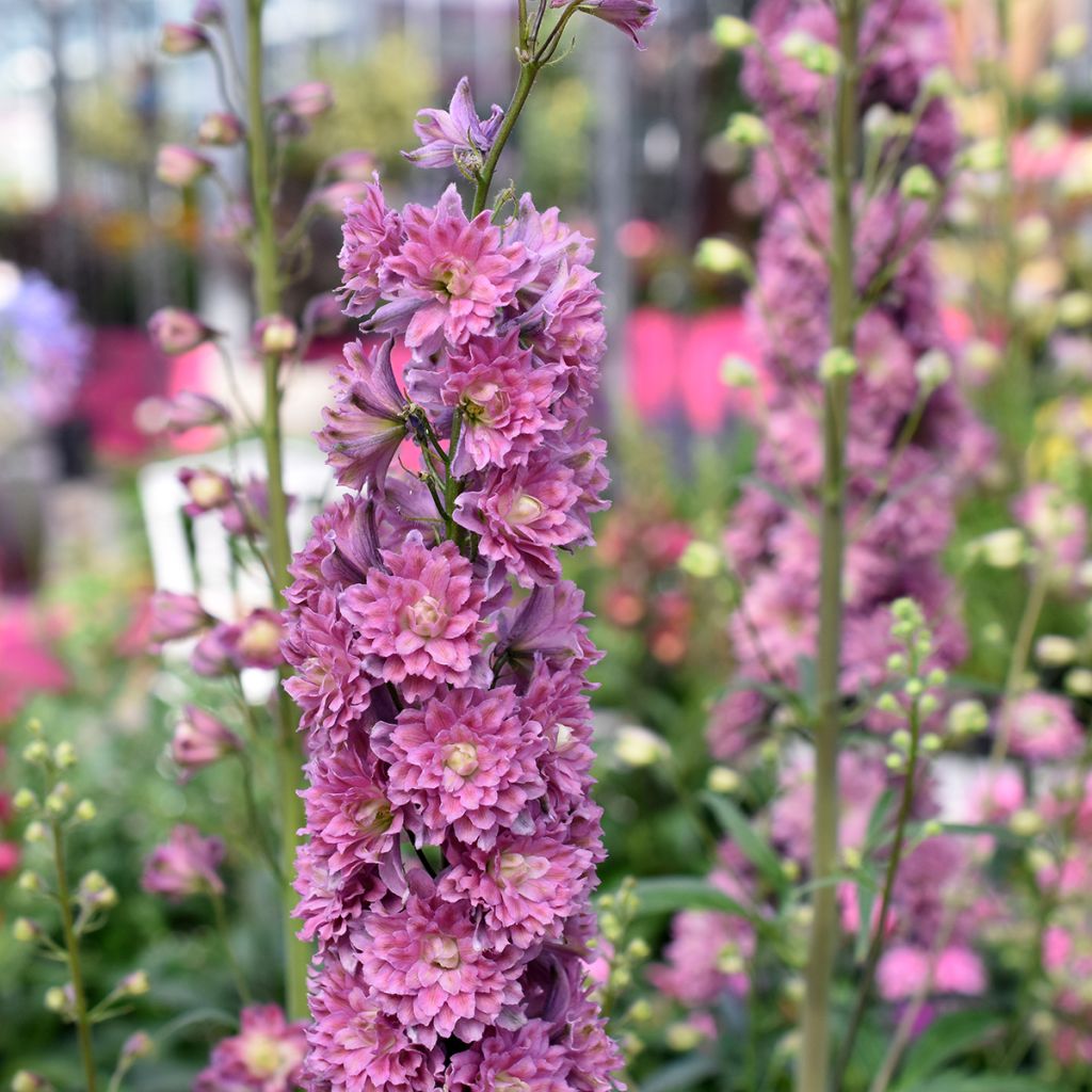 Delphinium Highlander Flamenco - Pied d'Alouette vivace 