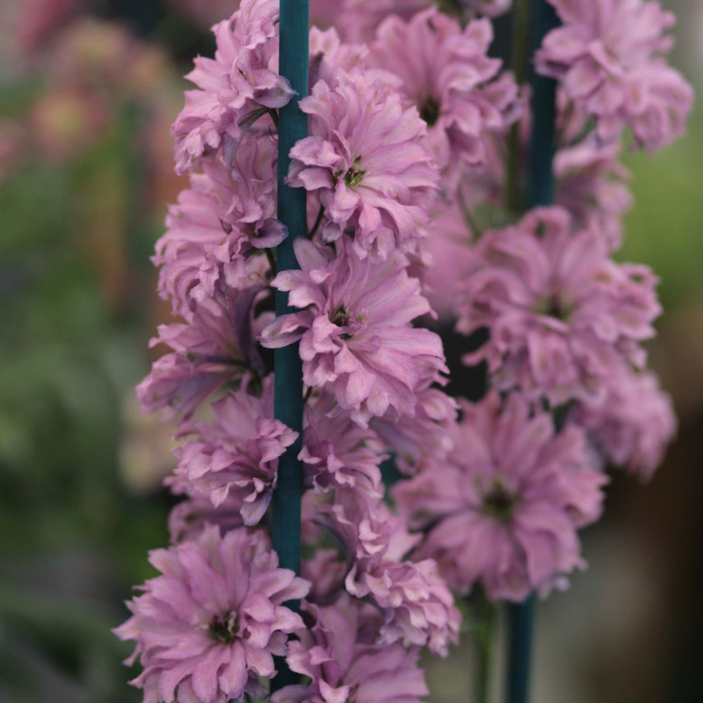 Delphinium Highlander Serie Flamenco - Pied d'Alouette vivace.