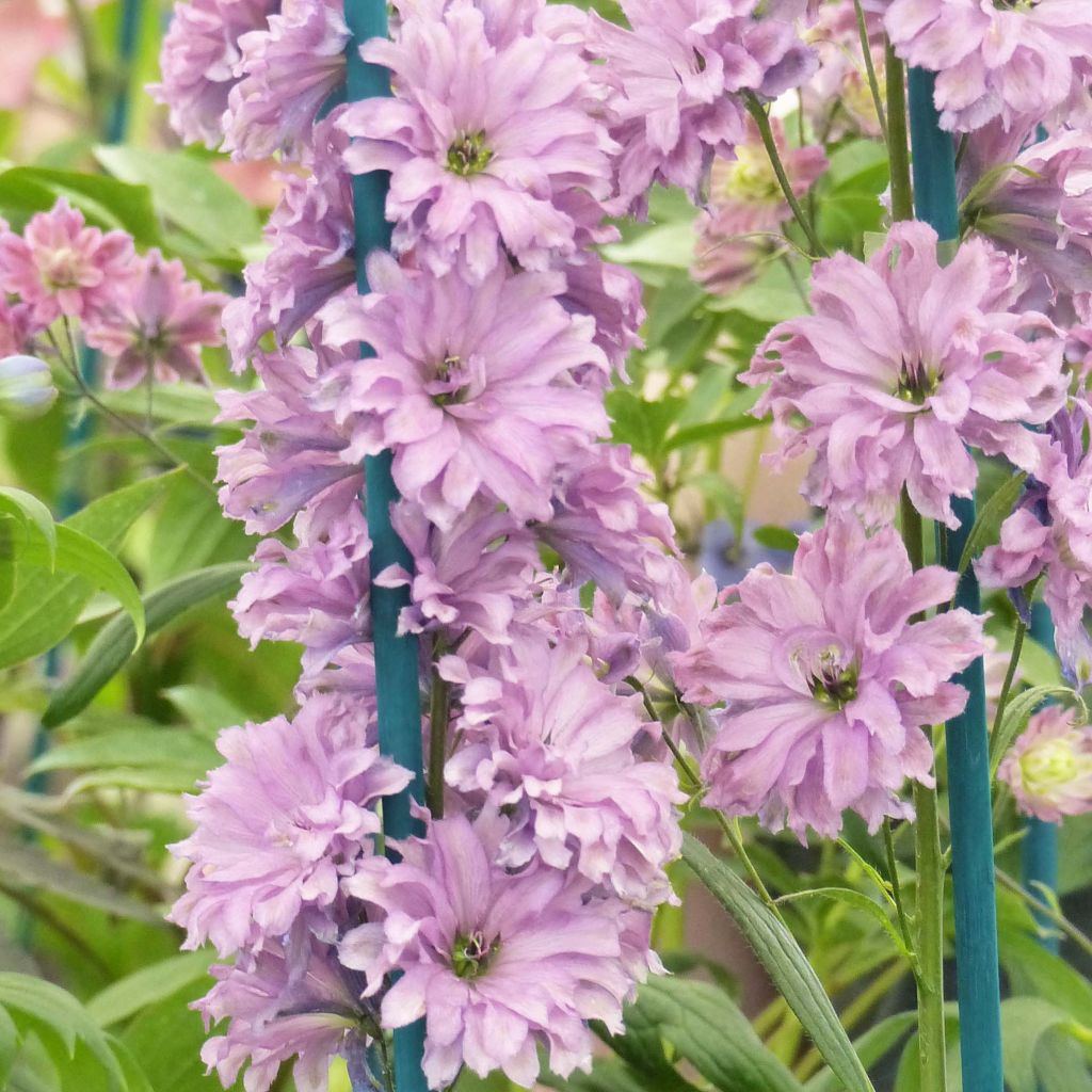 Delphinium Highlander Serie Flamenco - Pied d'Alouette vivace.