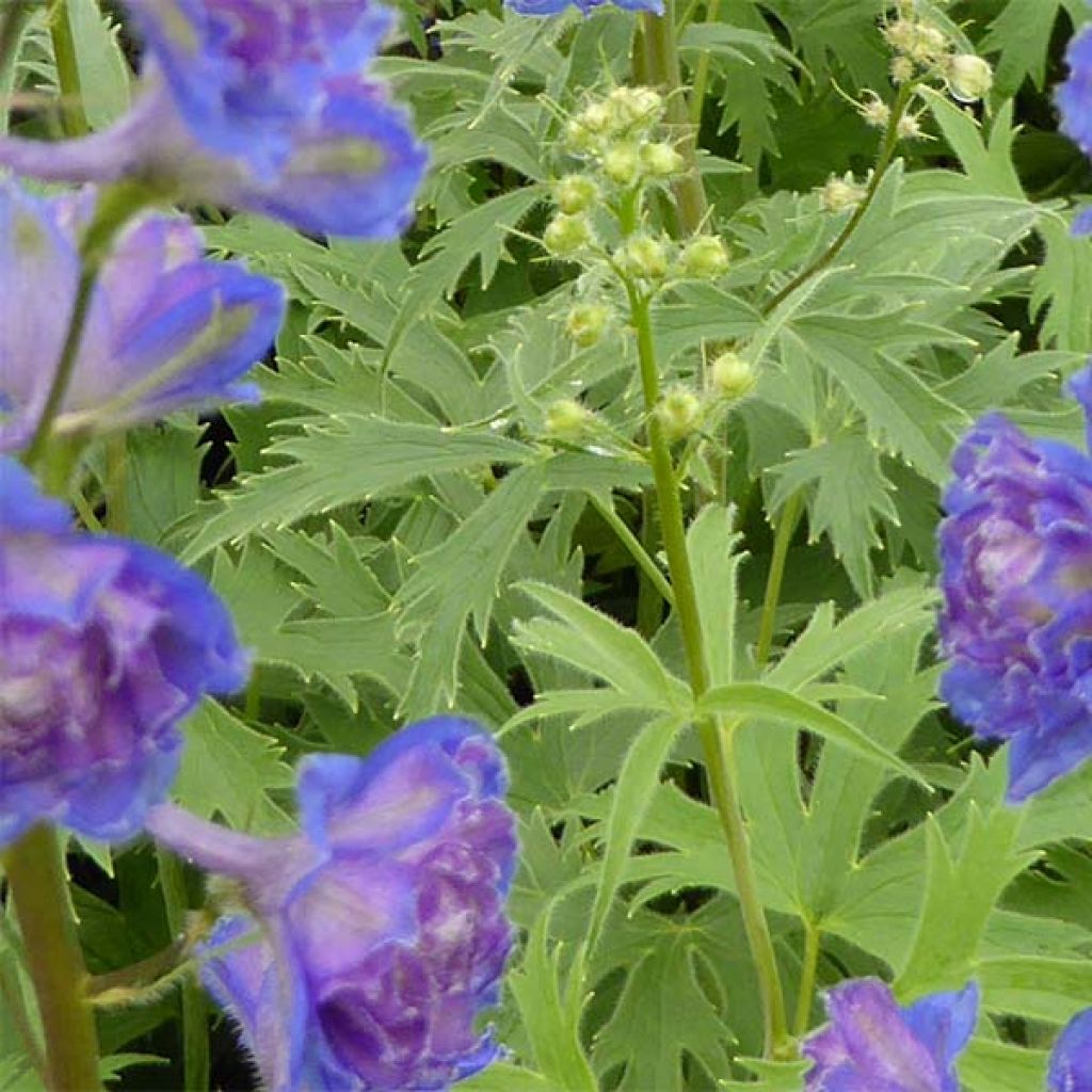 Delphinium Highlander Sweet Sensation - Pied d'Alouette vivace