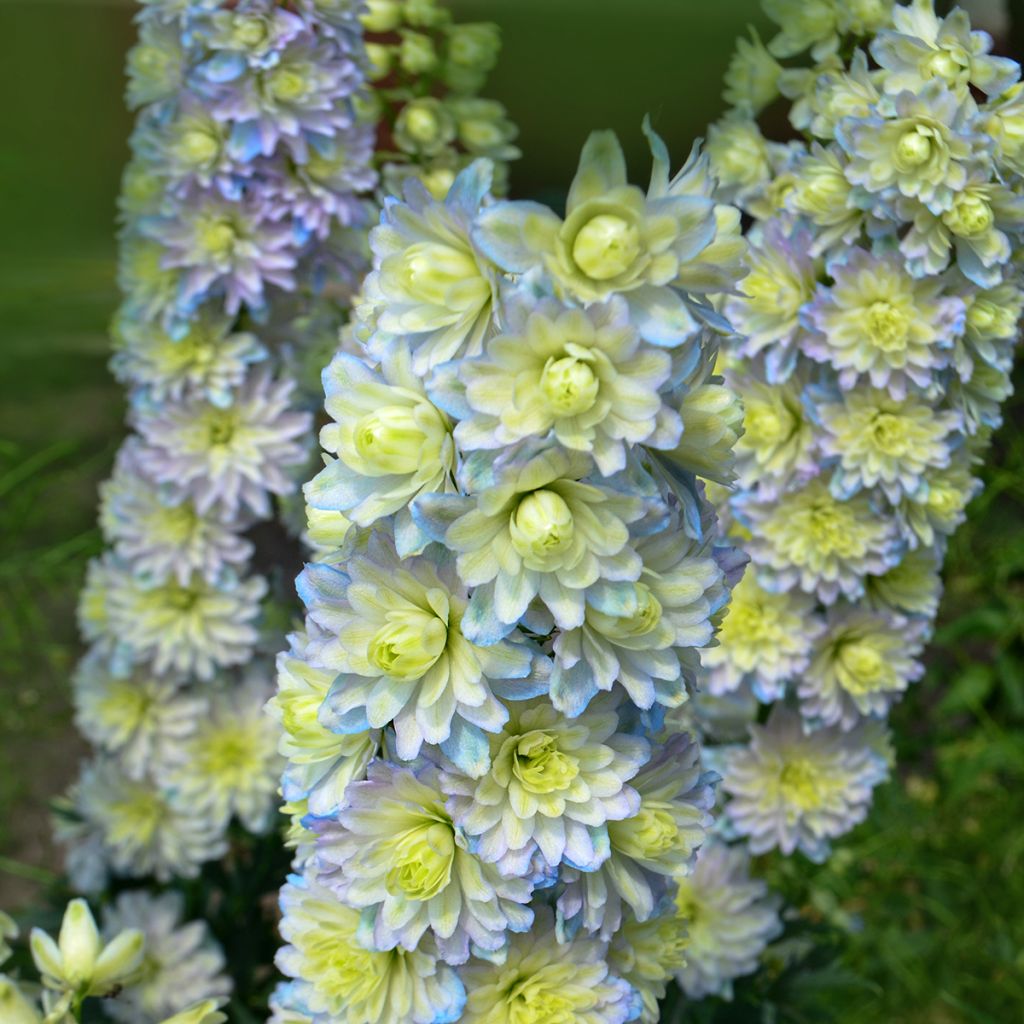 Delphinium Highlander Sweet Sensation - Pied d'Alouette vivace