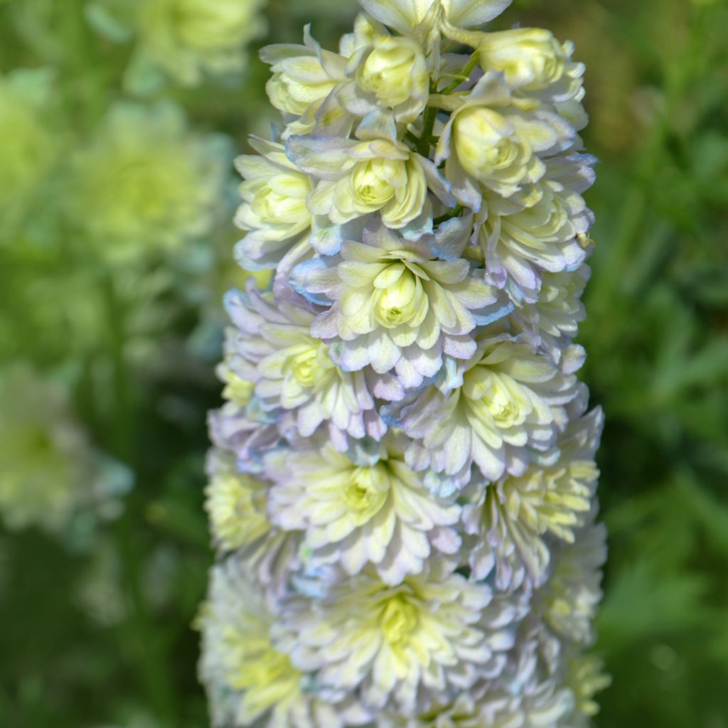 Delphinium Highlander Sweet Sensation - Pied d'Alouette vivace