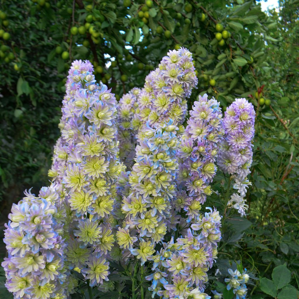 Delphinium Highlander Sweet Sensation - Pied d'Alouette vivace