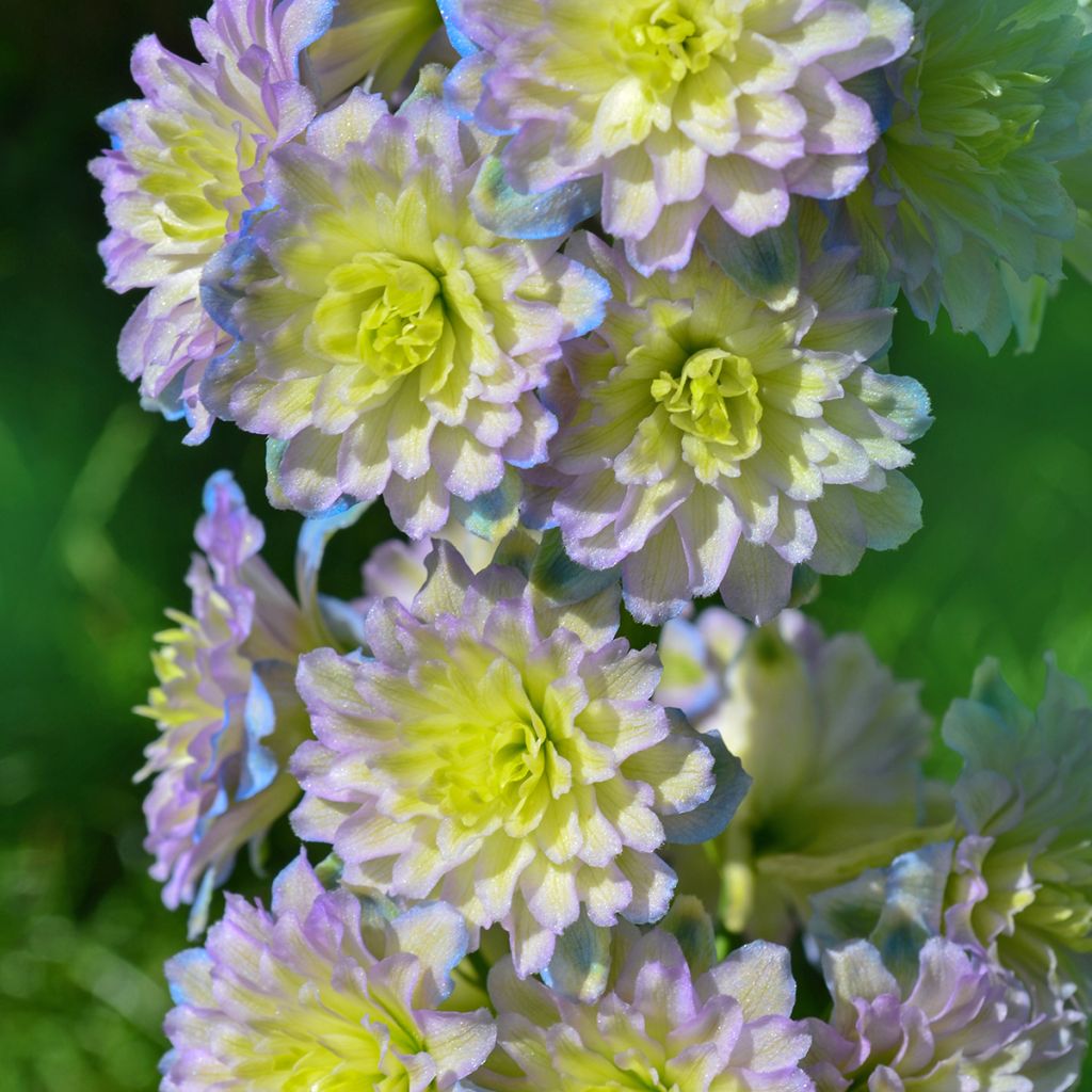 Delphinium Highlander Sweet Sensation - Pied d'Alouette vivace