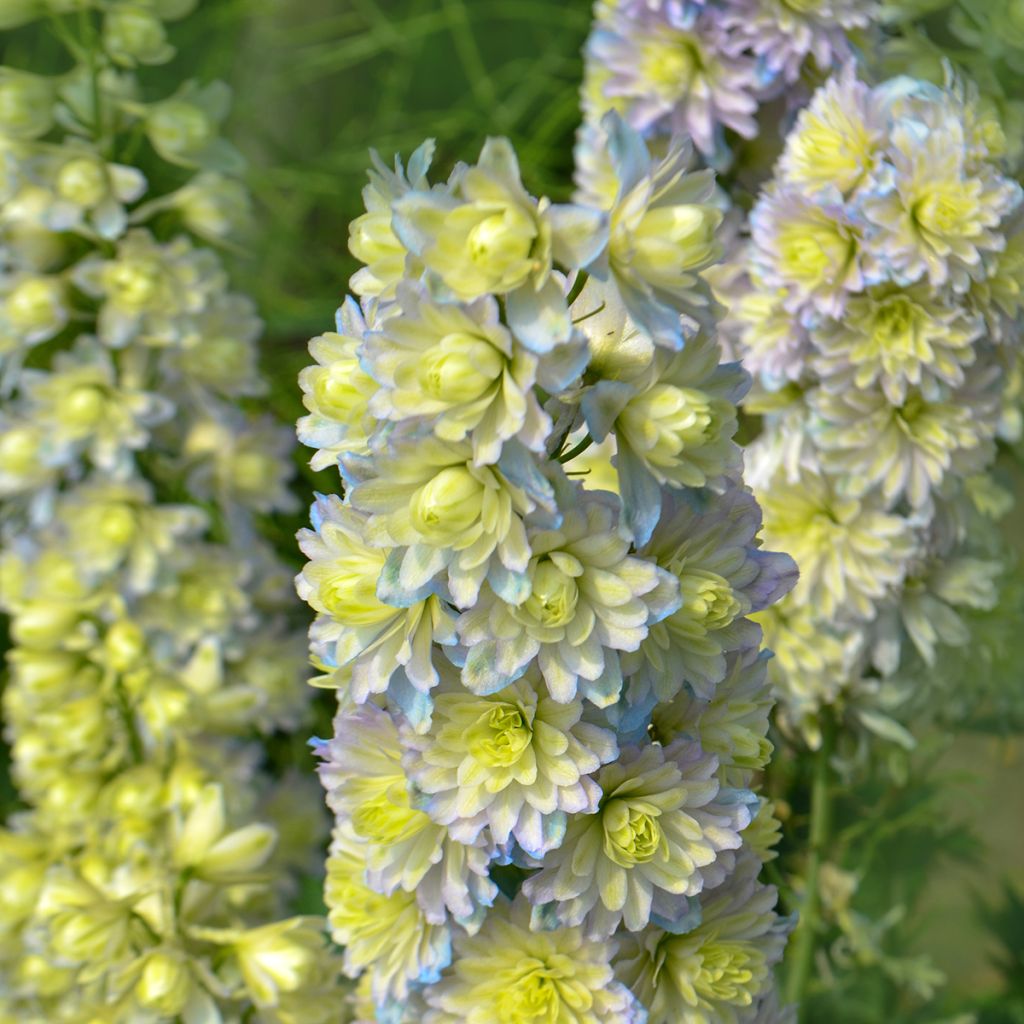 Delphinium Highlander Sweet Sensation - Pied d'Alouette vivace