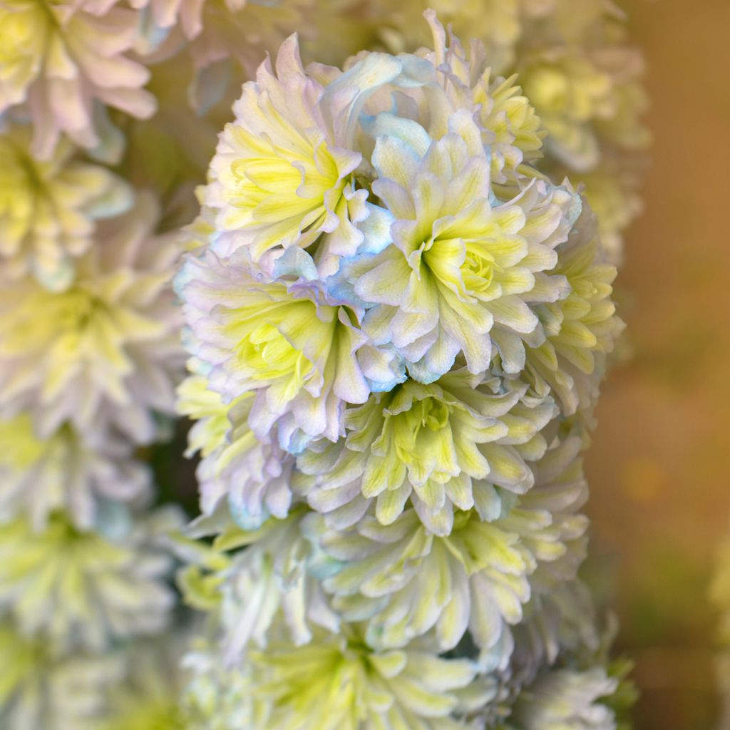 Delphinium Highlander Sweet Sensation - Pied d'Alouette vivace