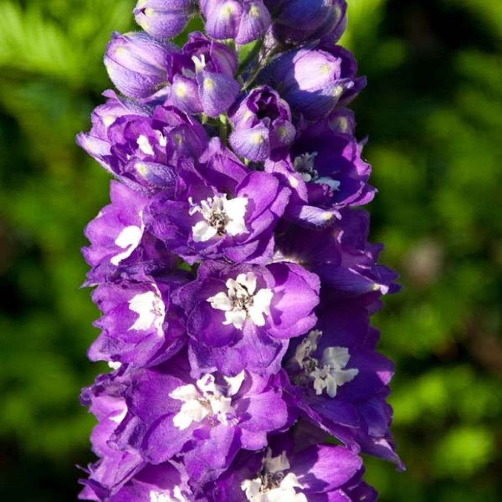 Delphinium Pacific King Arthur - Pied d'Alouette vivace