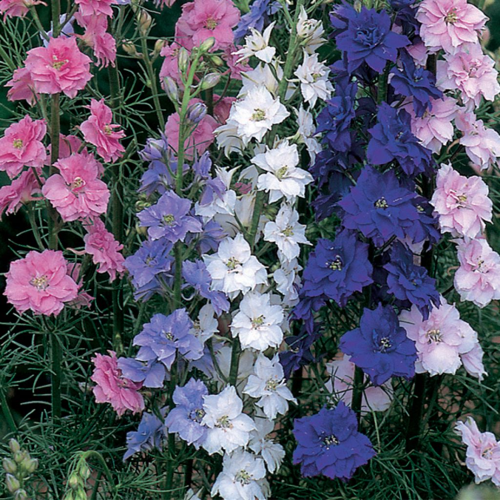 Delphinium Larkspur Little Rocket Mix