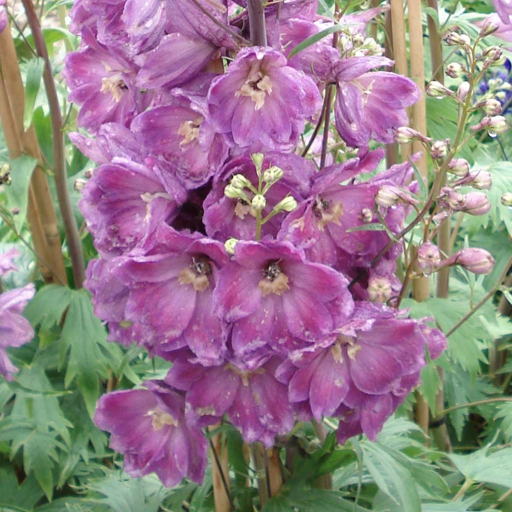 Delphinium Pacific Astolat, Pied d Alouette