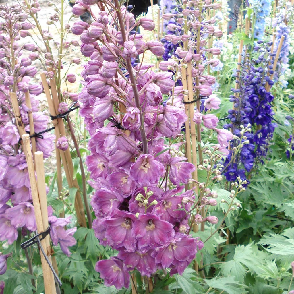 Delphinium Pacific Astolat, Pied d Alouette