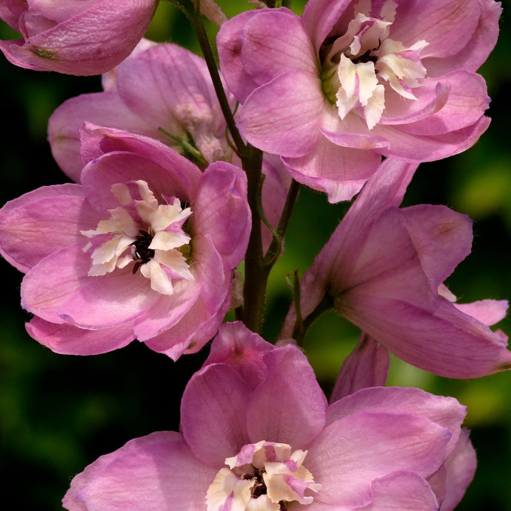 Delphinium Pacific Astolat - Pied d'Alouette vivace