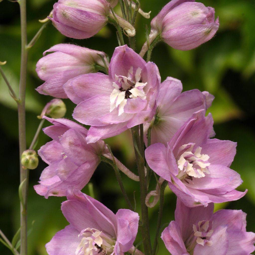 Delphinium Pacific Astolat - Pied d'Alouette vivace