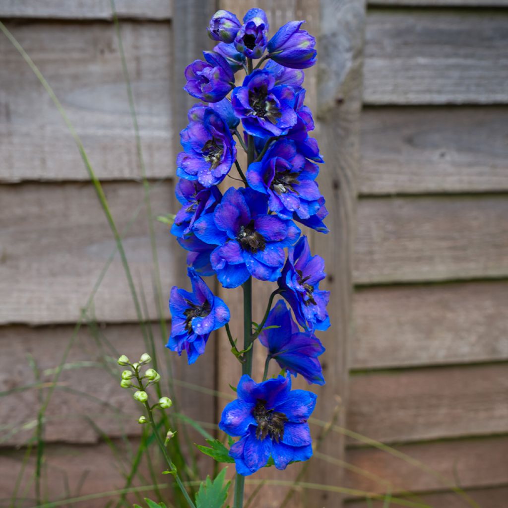 Delphinium Pacific Black Knight - Pied d'Alouette vivace