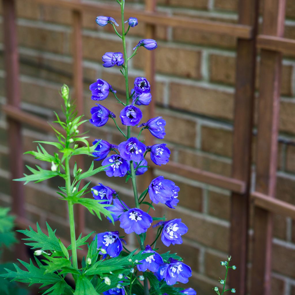 Delphinium Pacific Blue Bird - Pied d'Alouette vivace