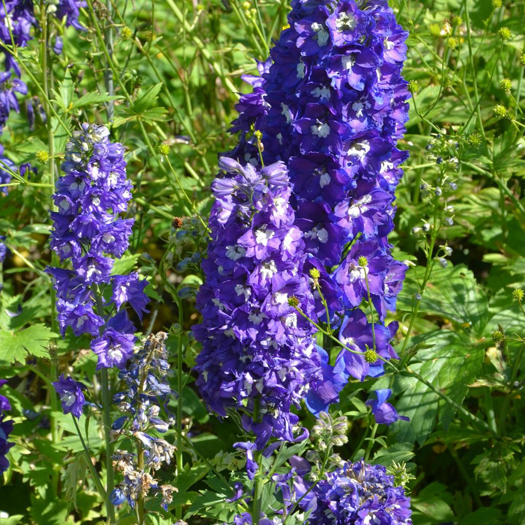 Delphinium Pacific Blue Bird - Pied d'Alouette vivace