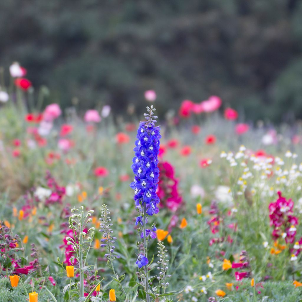 Delphinium Pacific Blue Bird - Pied d'Alouette vivace