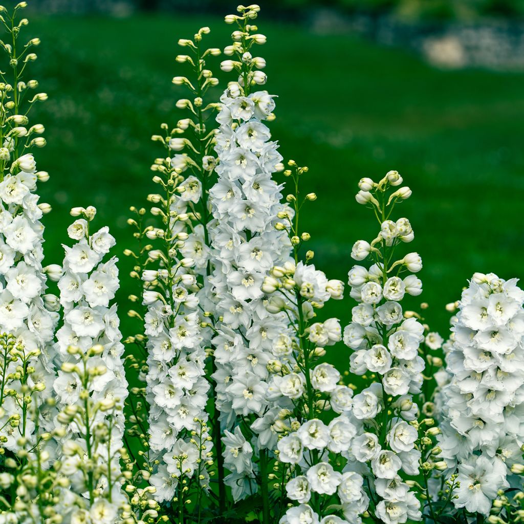 Delphinium Pacific Galahad - Pied d'Alouette vivace