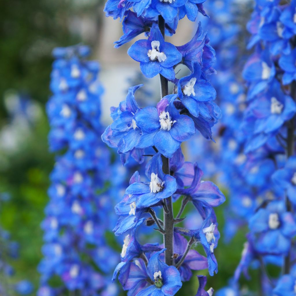 Delphinium Sky Blue-White Bee - Pied d'Alouette vivace