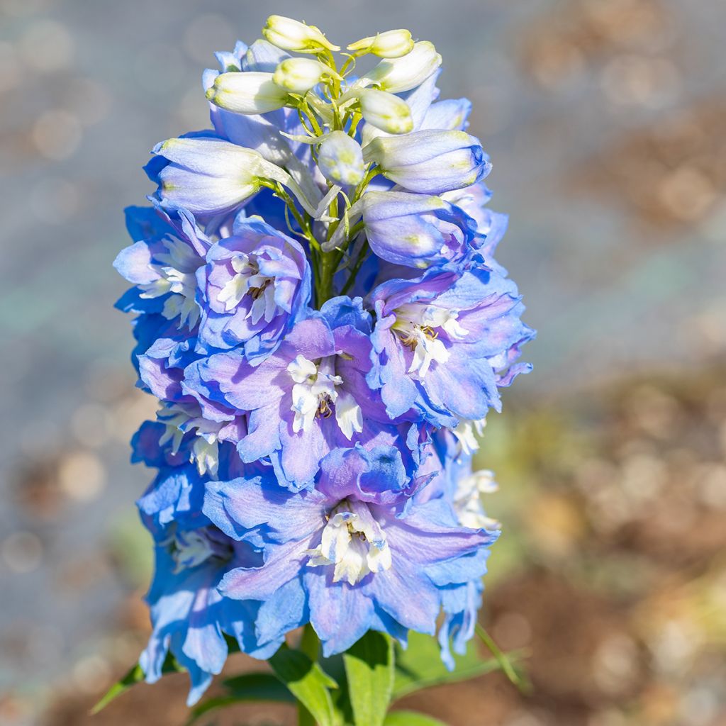 Delphinium Sky Blue-White Bee - Pied d'Alouette vivace
