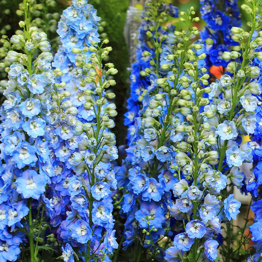 Delphinium Sky Blue-White Bee - Pied d'Alouette vivace