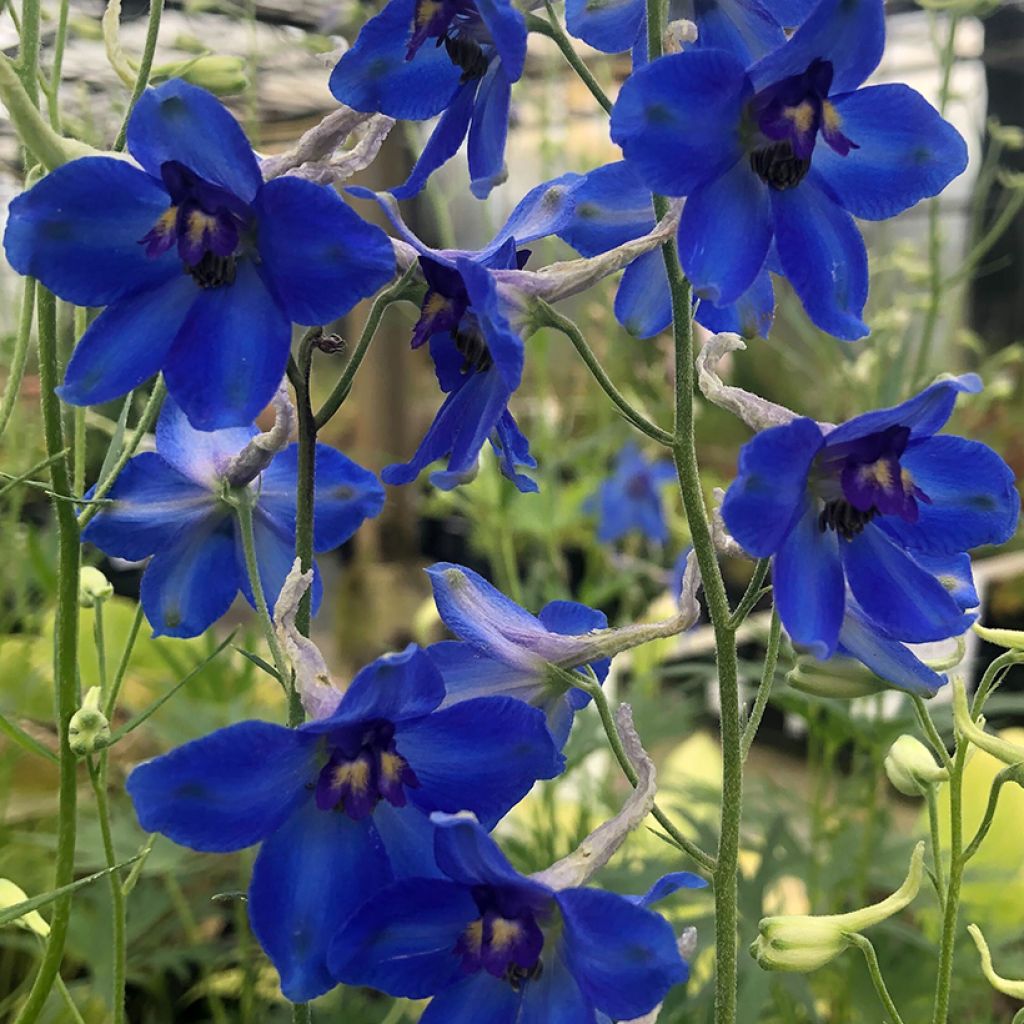 Delphinium belladonna Völkerfrieden - Pied d'Alouette vivace