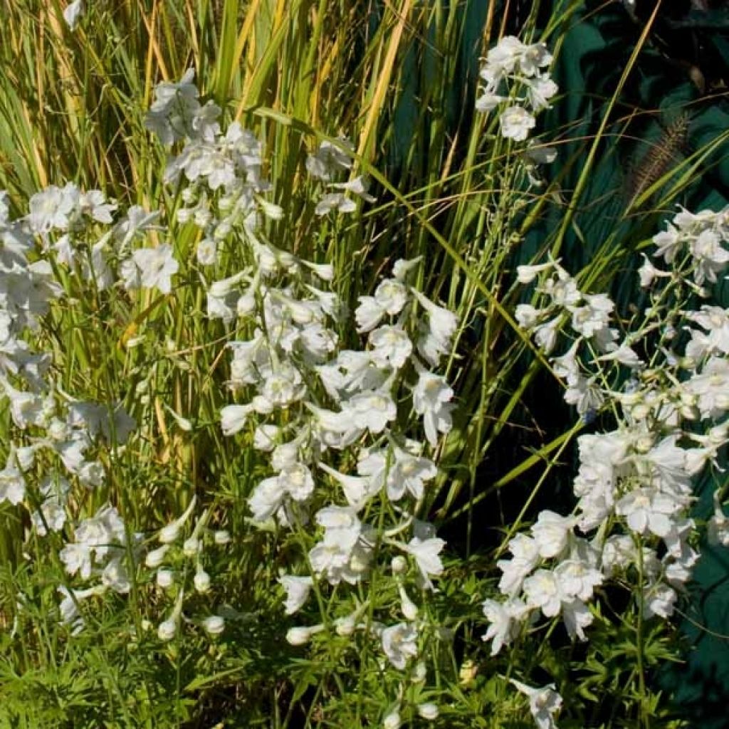 Delphinium belladonna Casablanca