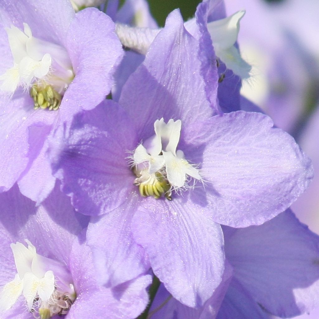 Delphinium belladonna Capri, Pied d Alouette