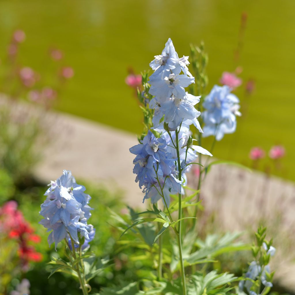 Delphinium belladonna Cliveden Beauty - Pied d'Alouette vivace