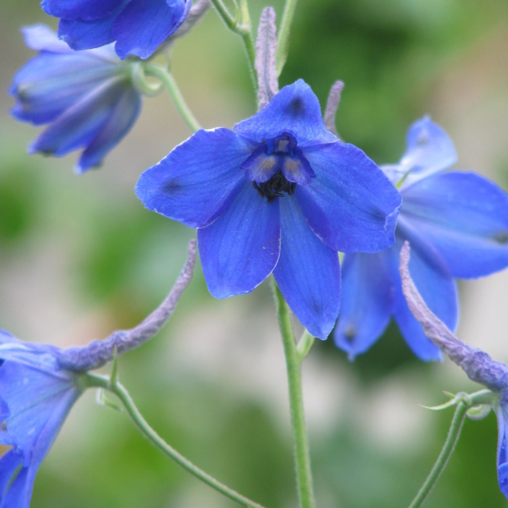 Delphinium belladonna Völkerfrieden, Pied d Alouette