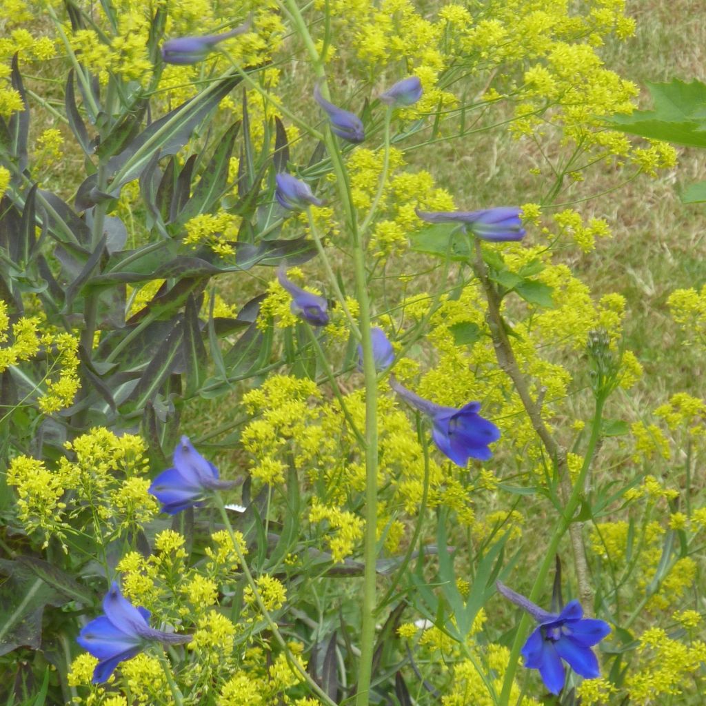 Delphinium belladonna Völkerfrieden, Pied d Alouette