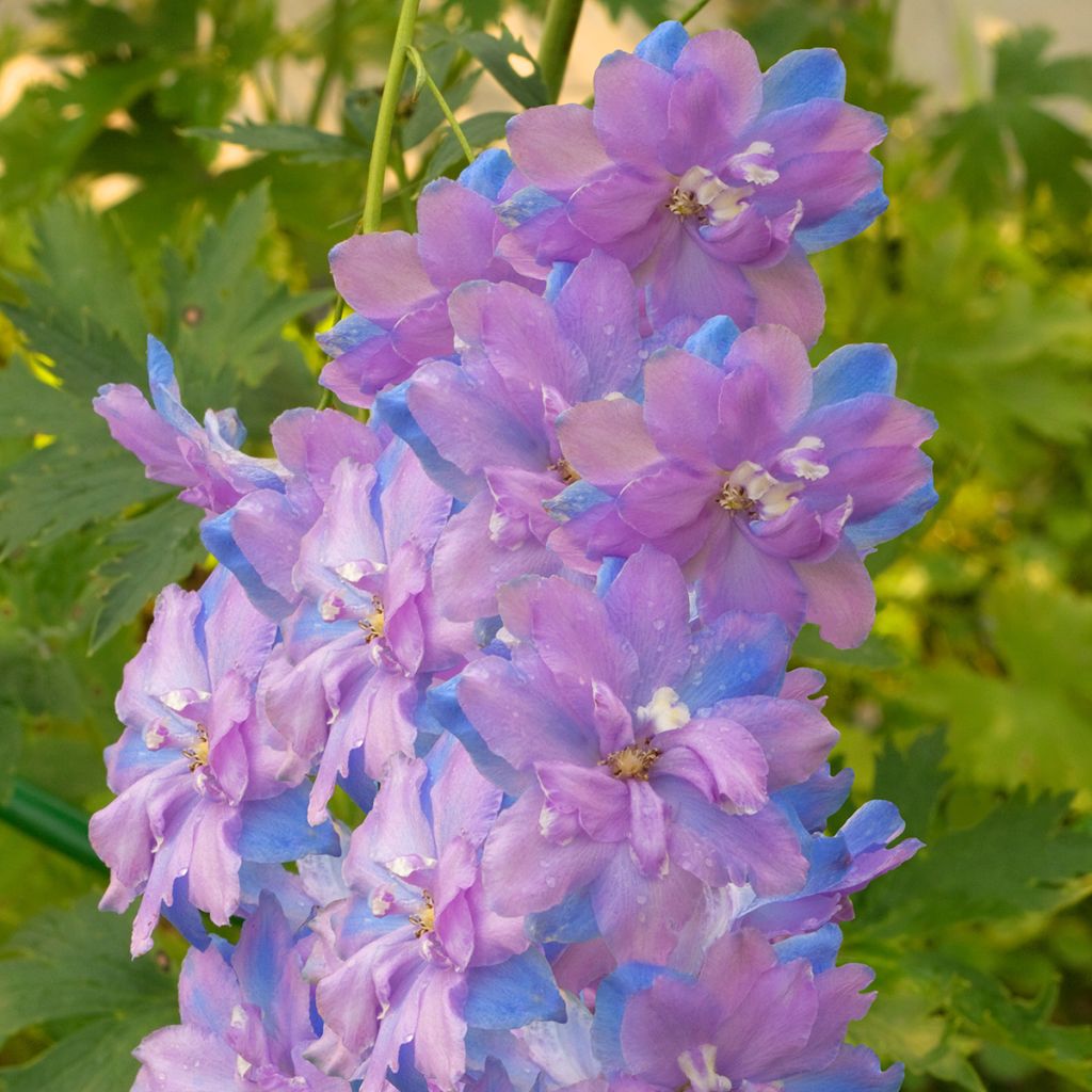 Delphinium elatum Morning Lights - Pied d'Alouette vivace