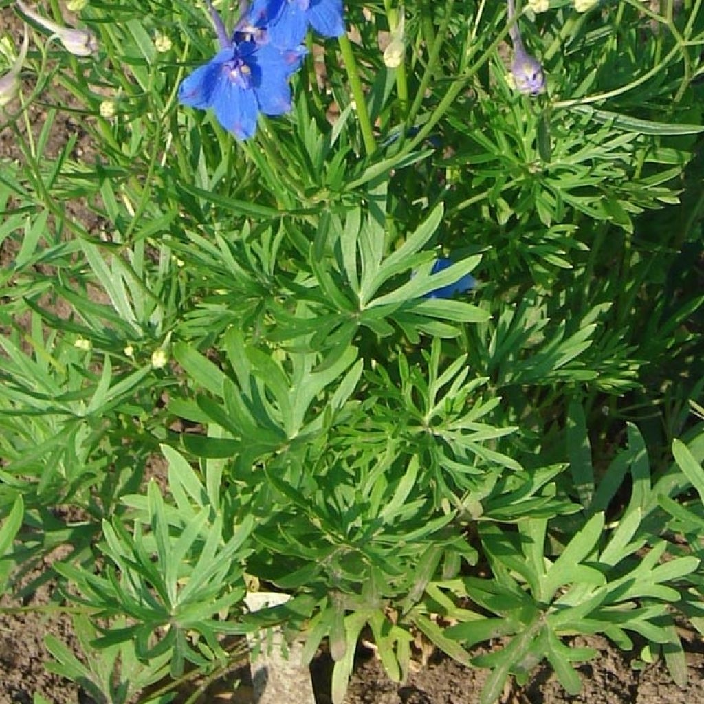 Delphinium grandiflorum Blauer Zwerg - Pied d'Alouette Blauer Zwerg