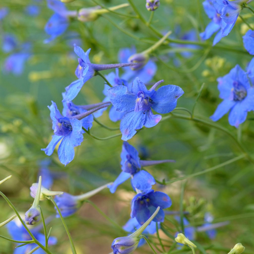 Delphinium grandiflorum Blauer Zwerg - Pied d'Alouette Blauer Zwerg