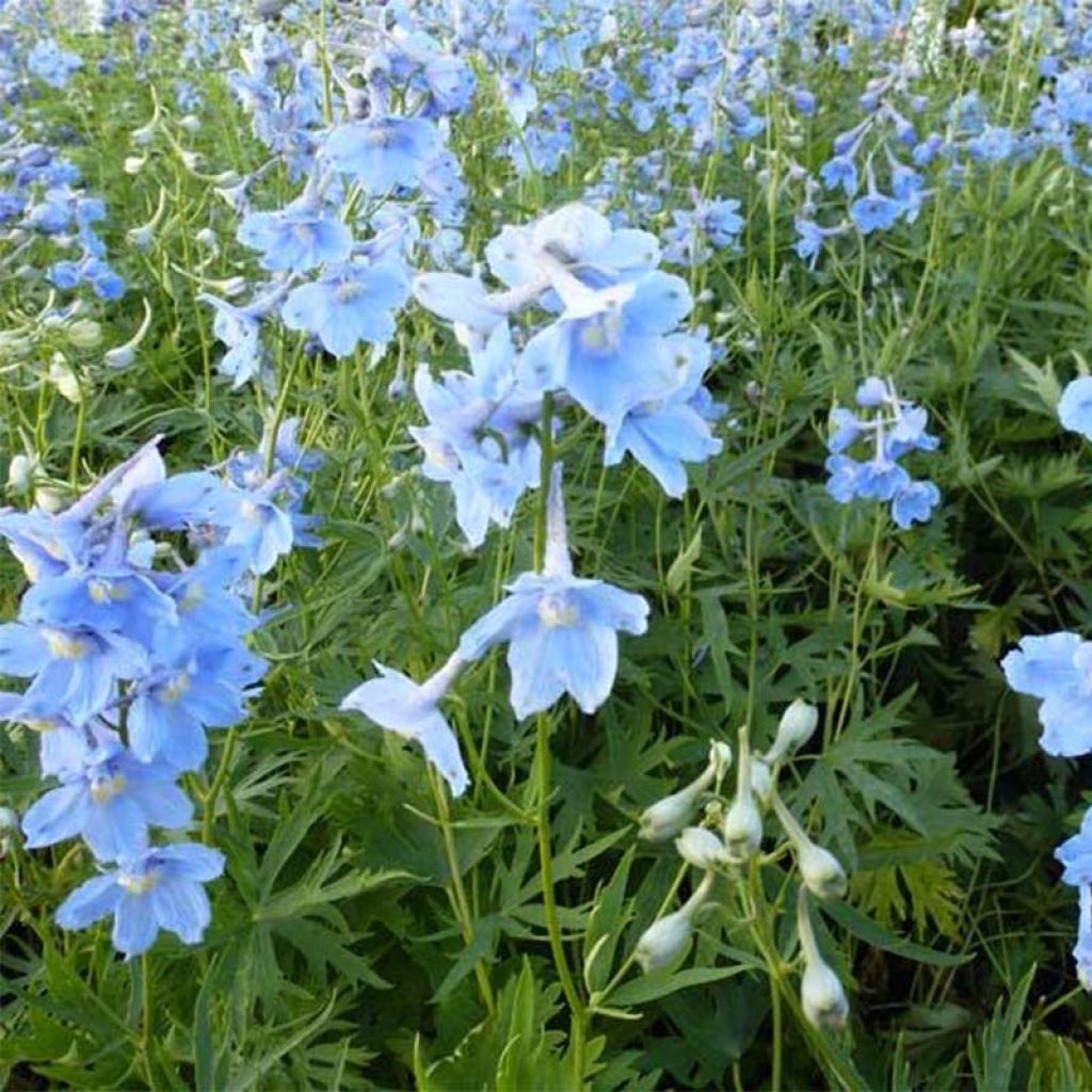 Delphinium x belladonna Cliveden Beauty - Pied d'Alouette vivace