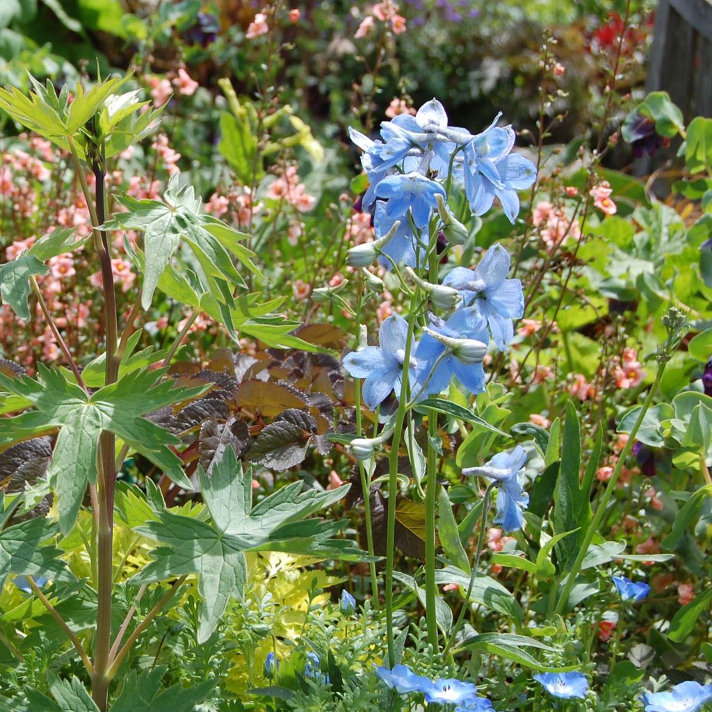 Delphinium x belladonna Cliveden Beauty - Pied d'Alouette vivace