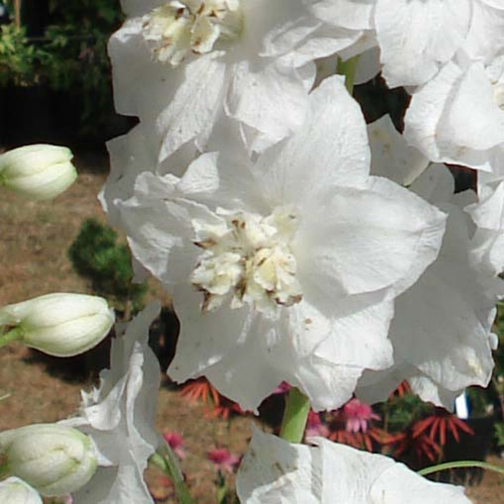 Delphinium Pacific Galahad